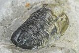 Detailed Gerastos Trilobite Fossil - Morocco #134062-4